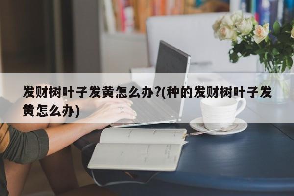 发财树叶子发黄怎么办?(种的发财树叶子发黄怎么办)