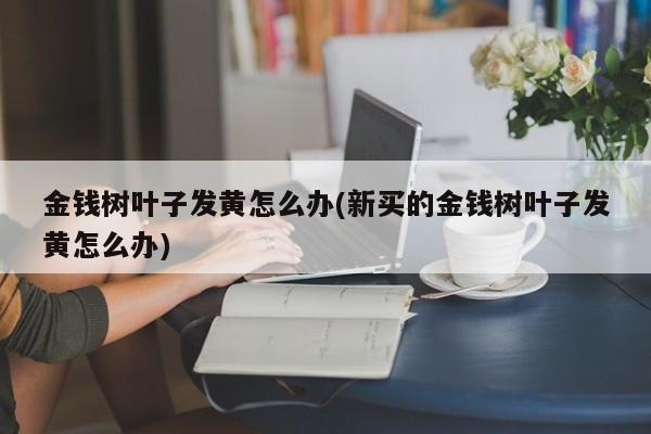 金钱树叶子发黄怎么办(新买的金钱树叶子发黄怎么办)