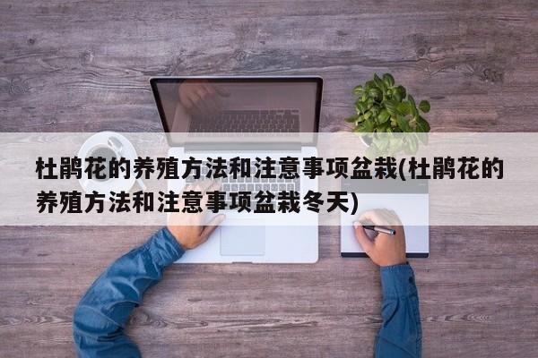 杜鹃花的养殖方法和注意事项盆栽(杜鹃花的养殖方法和注意事项盆栽冬天)