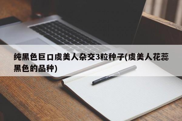 纯黑色巨口虞美人杂交3粒种子(虞美人花蕊黑色的品种)