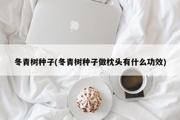 冬青树种子(冬青树种子做枕头有什么功效)