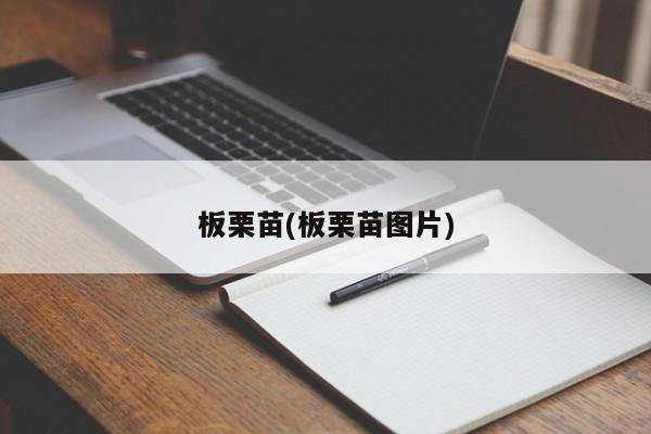 板栗苗(板栗苗图片)